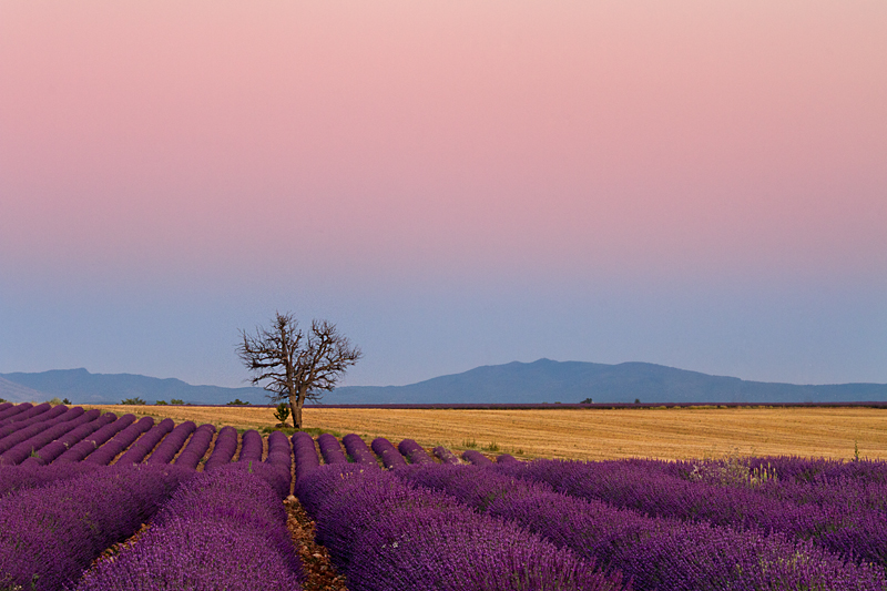 Evening Twilight - Valensole Plain - Provence - France